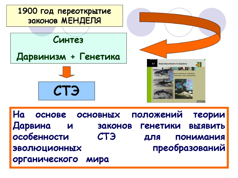 1900 год переоткрытие законов МЕНДЕЛЯ Синтез Дарвинизм + Генетика  СТЭ На основе основных